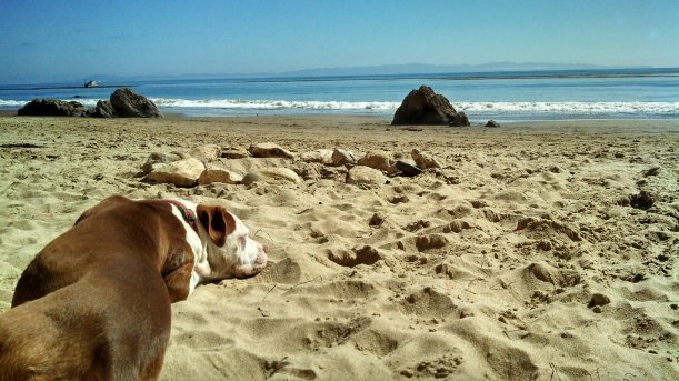 SB - Douglass beach - sleeping dog